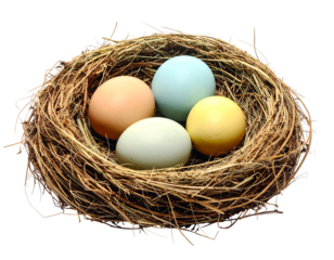 Close-up of four eggs in a cozy nest. The eggs vary in color, nestled amongst woven twigs against a black background