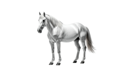 Elegant, white horse stands against a dark background
