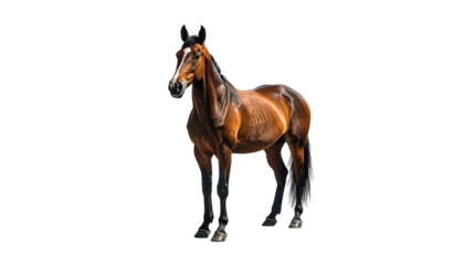 Striking chestnut horse, dark mane, against stark black backdrop