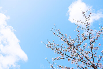 桜と空