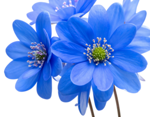 Close-up of several vibrant, bright blue floral blooms with delicate petals and vibrant green and white centers against a black backdrop