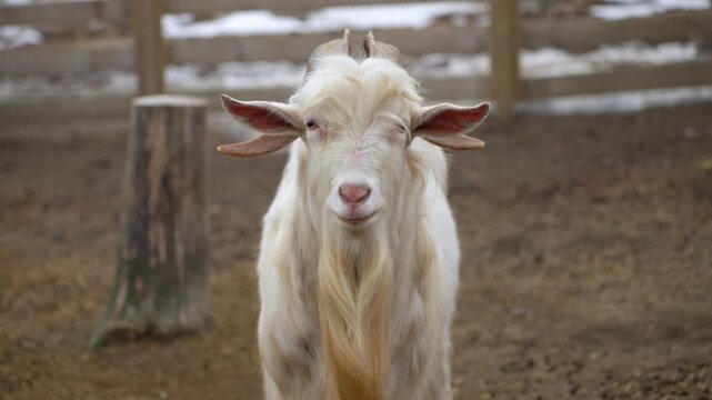 A Male Great Orme Kashmiri Goat At Rabbit's Forest Petting Zoo In PyeongChang-gun, Gangwon Province, South Korea. Close-up Shot