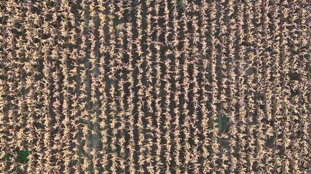 Aerial image shows dry, golden rows of corn in late growth stage, arranged in parallel lines across a cultivated field in Northern Italy.