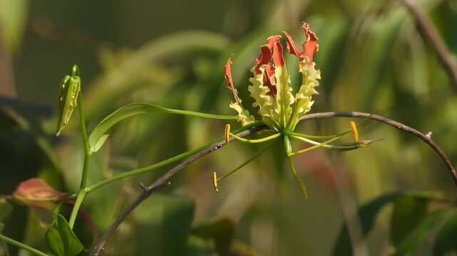 Beautiful Gloriosa superba flower plant.