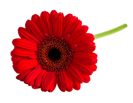 Close-up of a vibrant red daisy-like flower, viewed from above. Green stem extends diagonally against a black backdrop