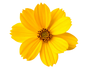 Close-up of a vibrant, sunny yellow flower with finely detailed petals, showcasing its brown center against a black background
