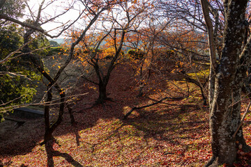地面を覆うたくさんの赤い落ち葉