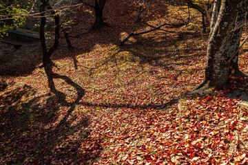 地面を覆うたくさんの赤い落ち葉