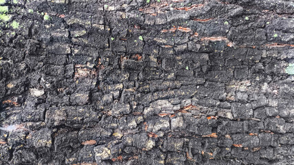 Close-up detailed tree bark texture showing natural cracks and rugged aged wood patterns, perfect for organic backgrounds, nature designs, and rustic abstract surfaces in high-resolution format