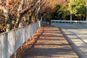 紅葉に彩られた秋の歩道