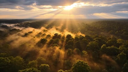 Golden sunbeams pierce through morning mist over lush green forest canopy - Powered by Adobe