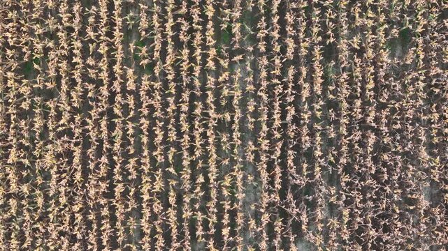 Cornfield in Northern Italy&rsquo;s Po Valley, showing dry, mature plants in parallel rows. Soil and sparse vegetation between rows suggest late-season or post-harvest conditions.