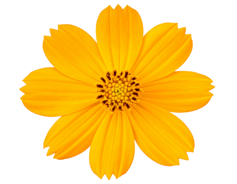 Close-up of a vibrant yellow flower with eight petals, intricately detailed center, and a stark black background