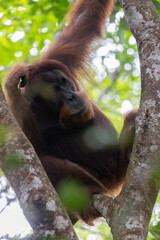 Orangután en su hábitat natural