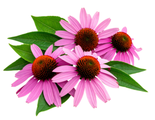 Close-up of four vibrant purple coneflowers with textured brown centers and green leafy foliage against a black background