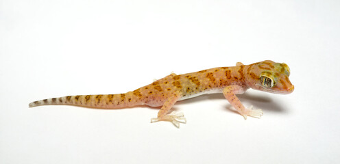 Lichtenstein's short-fingered gecko, elegant gecko // Engfingergecko, Lichtensteins Dünnfingergecko  (Stenodactylus sthenodactylus)