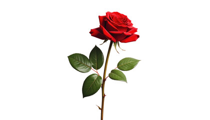 Naklejka premium A vibrant red rose, with detailed petals and green leaves, stands tall against a stark black background
