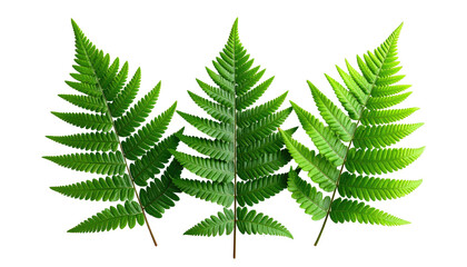 Three ferns with detailed foliage, green and leafy on black