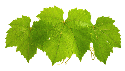 Close-up of three bright green leaves on a black background, showcasing intricate veins and textured surfaces