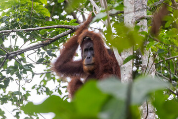 Orangután en su hábitat natural