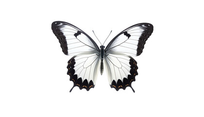 Elegant butterfly with white wings and dark borders