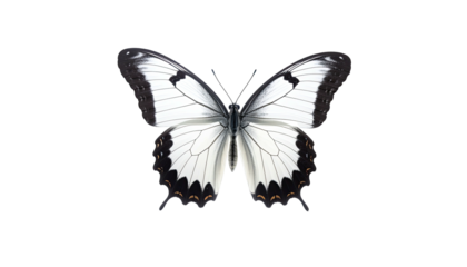 Elegant butterfly with white wings and dark borders