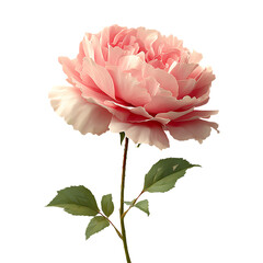 Single Pink Rose with Delicate Petals and Green Leaves  A Floral Portrait