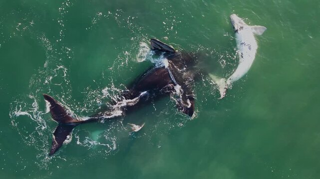 Brindle, not true albinism but a genetic mutation, occurring in 3-5% of Southern Right Whales causes them to be born white. The colour changes to a darker, mottled pattern as the whale ages.
