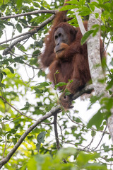 Orangután en su hábitat natural