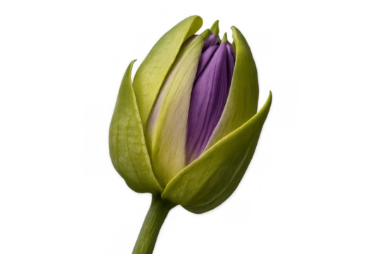 Purple water lily bud beginning to bloom, green sepals covering new flower petals, isolated on transparent background