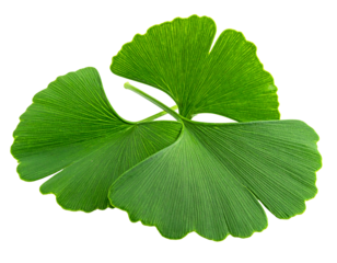Close-up of three bright green, fan-shaped leaves arranged against a stark black background. Detailed veining visible