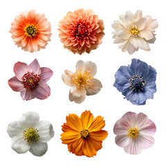 Collection of Colorful Flowers Close Up Studio Shot Featuring Dahlia Cosmos and Anemone Floral Arrangement