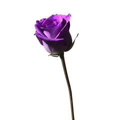 Single Purple Rose Bud with Stem on Background flower bloom isolated on a transparent background