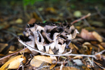 An unusual fungus, likely a Horn of Plenty (Craterellus cornucopioides) or similar species, appears as a black and grey thickening growing from the forest floor. 