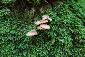 A close-up view features a small cluster of light-brown capped mushrooms growing directly from a thick, vibrant green layer of moss. The rich texture of the moss provides a soft, damp backdrop, emphas