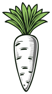 Vintage daikon radish illustration with green leafy tops in a classic woodcut style