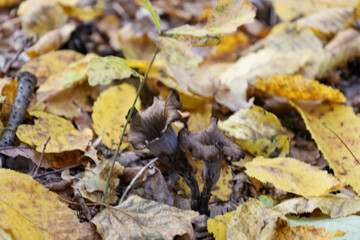 The autumn forest floor is covered with bright yellow and brown foliage. Amidst the fallen leaves, which create a natural carpet, small, grayish-brown, funnel-shaped mushrooms emerge, a typical sign o
