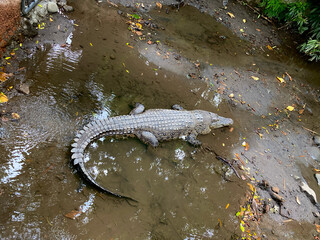 Big crocodile alligator resting in pond at wildlife park zoo