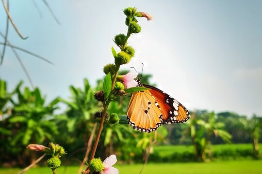 Plain tiger butterfly on urena lobata flower in natural environment