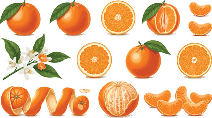 Orange fruit collection, citrus slices, peeled segments, botanical illustration, fresh produce, healthy food, juicy texture, organic design, nature elements, vitamin C