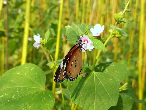 Plain tiger butterfly on urena lobata flower in natural environment