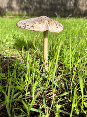 Wild Mushroom Growing in Fresh Green Grass