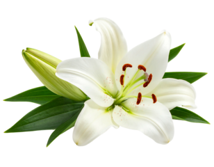 Close-up view of a vibrant, white lily blossom, with a closed bud and green leaves against a transparent background