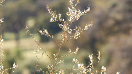 grass in the morning