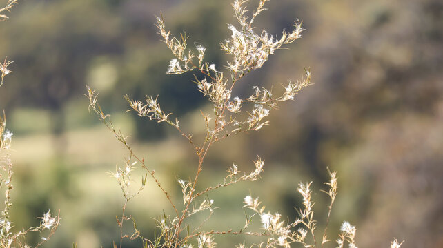 grass in the morning