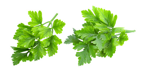 Parsley isolated on transparent png ( image from camera )
