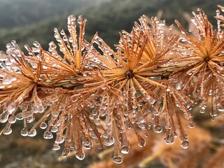 A unique macro-style close-up of a larch branch in late autumn, featuring hundreds of sparkling dewdrops delicately clinging to the soft needles