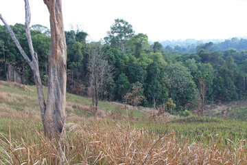khai yai national park - thailand 