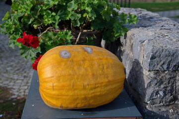 Big pumpkin in front of potted plant