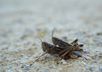 Close view of two grasshoppers mating on rough gravel terrain with natural background blur